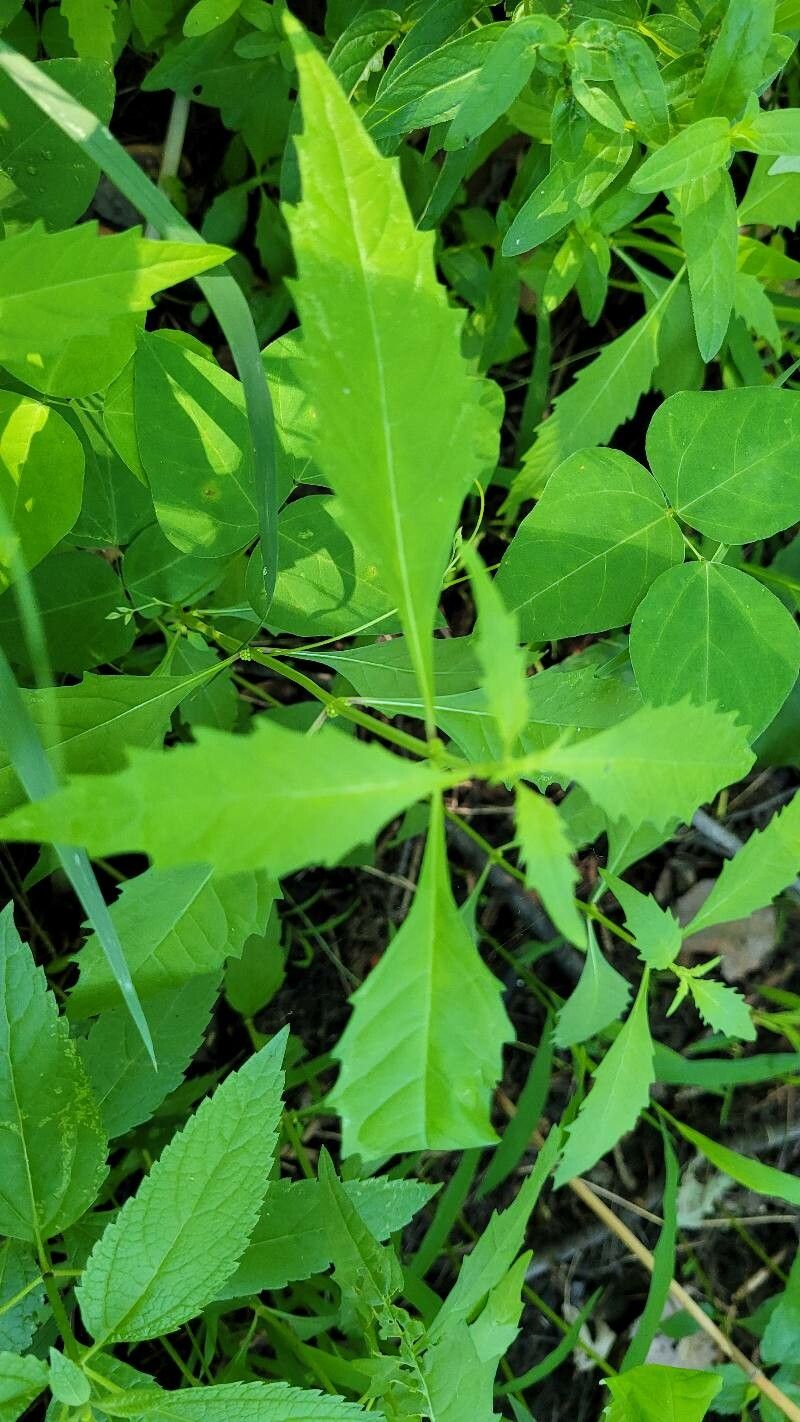 Lycopus uniflorus fruit