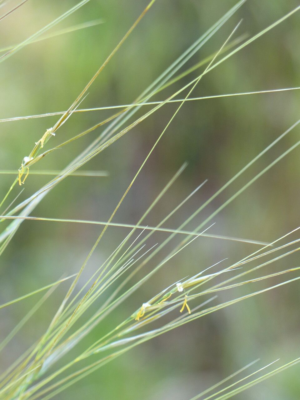 Stipa juncea other