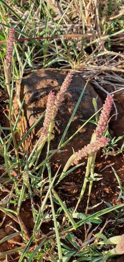 Tragus berteronianus flower