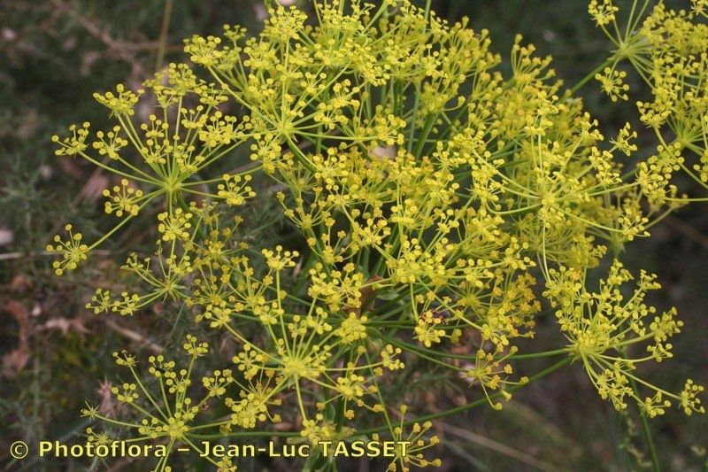 Ferulago granatensis flower