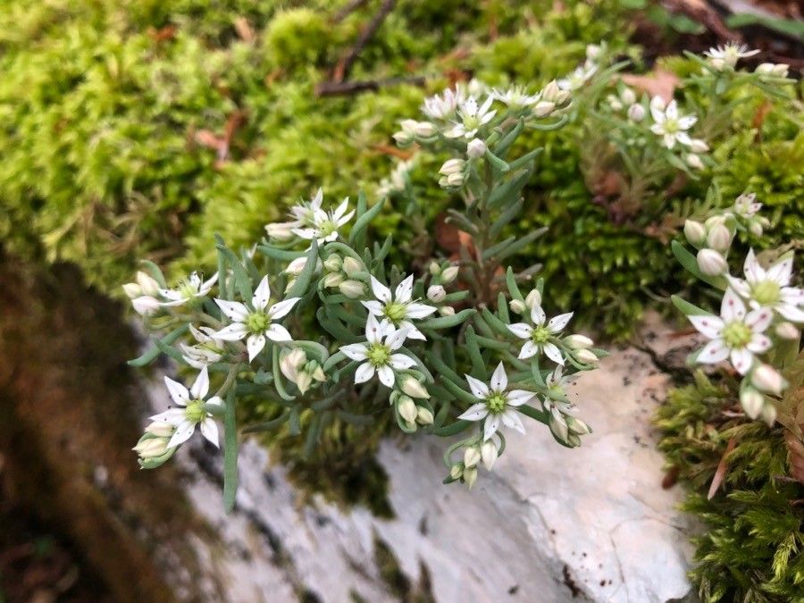Sedum hispanicum flower