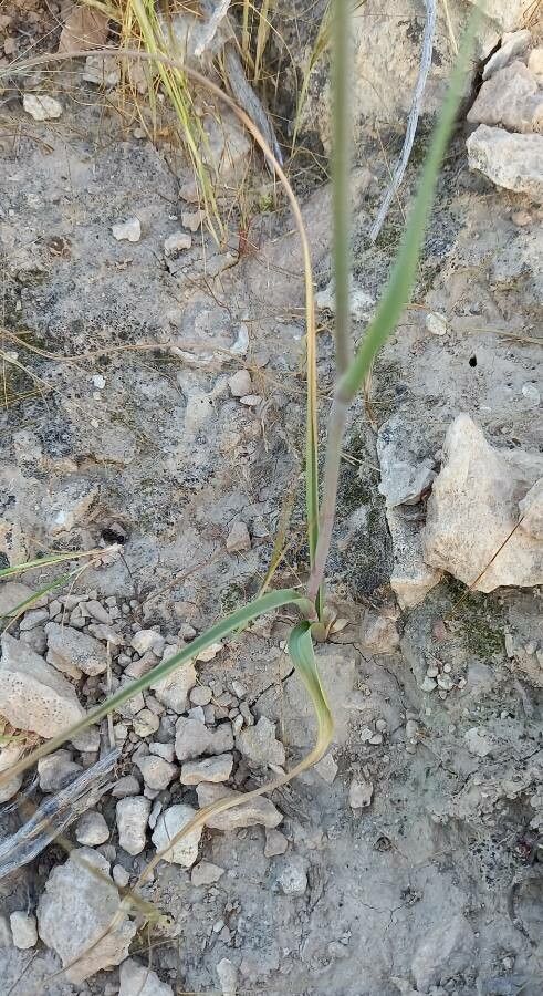 Ixiolirion tataricum leaf