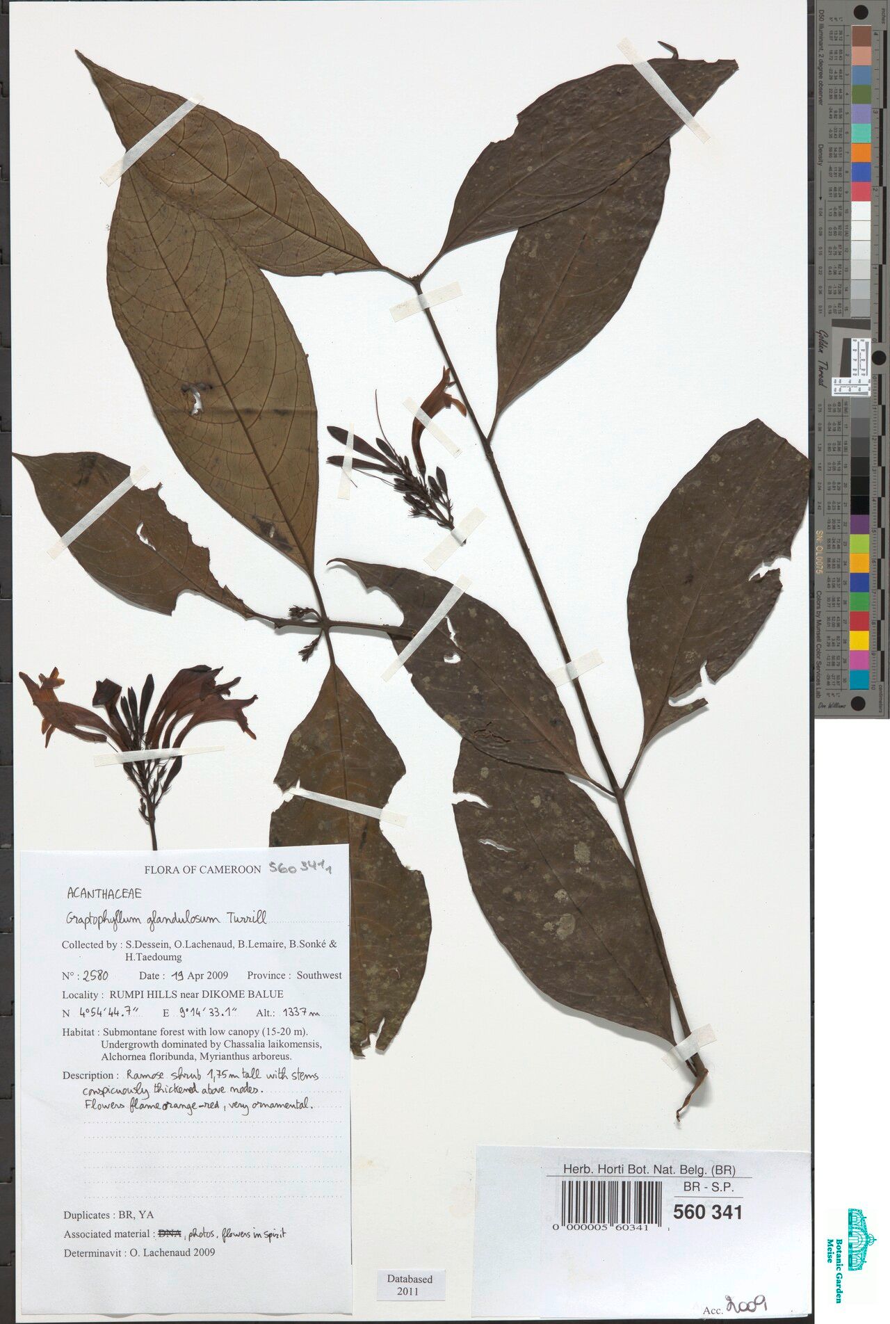 Graptophyllum glandulosum — related species from the same genus