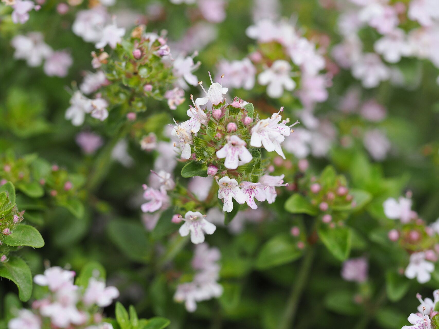 Thymus tiflisiensis flower