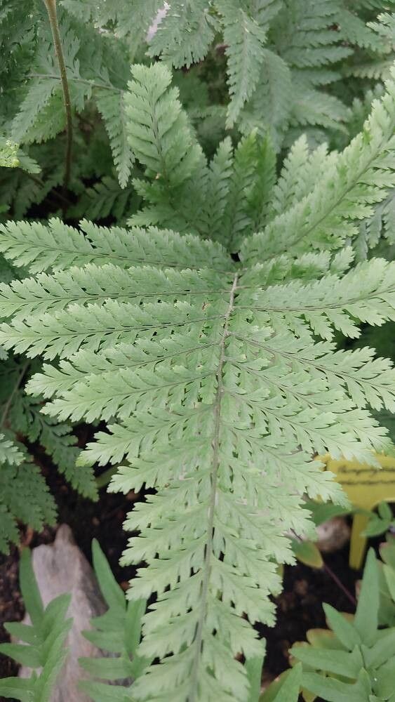 Parapolystichum microsorum — search result for 'Microsorum'