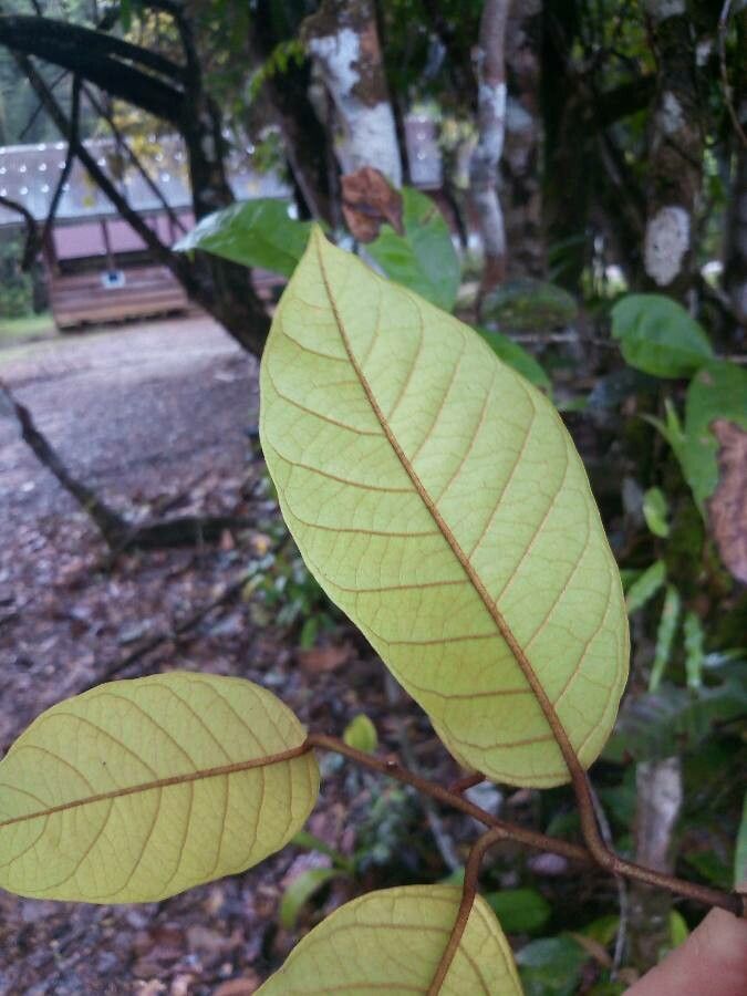 Annona haematantha — search result for 'Annonaceae'