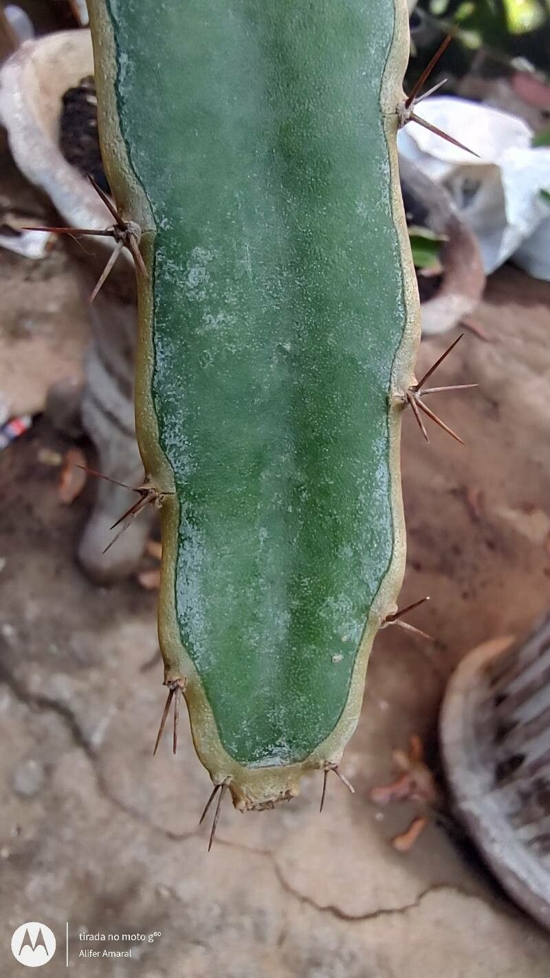 Hylocereus ocamponis