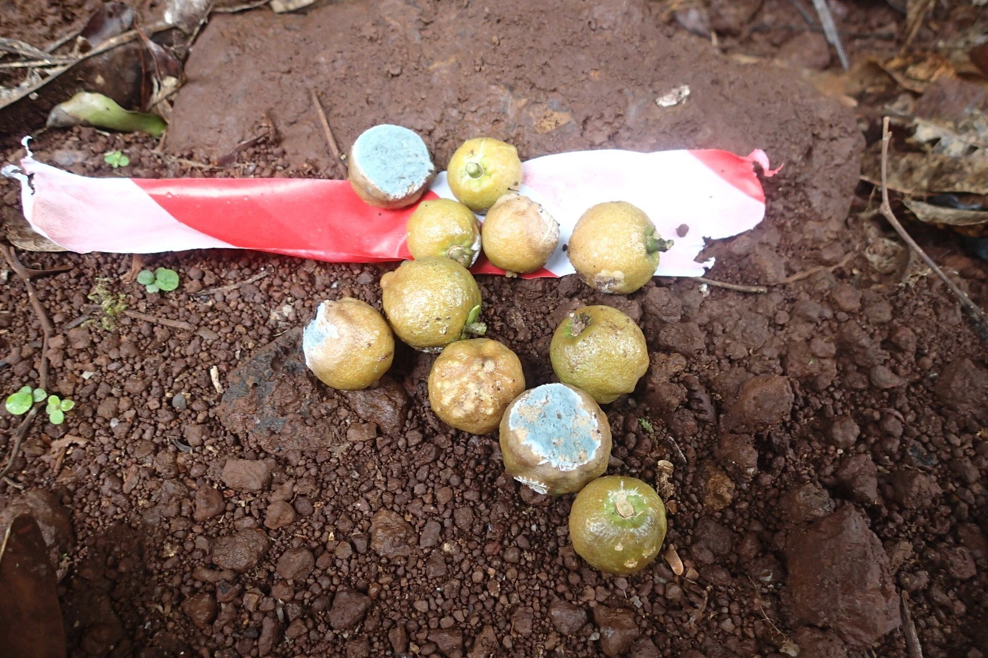 Dutailliopsis gordonii fruit