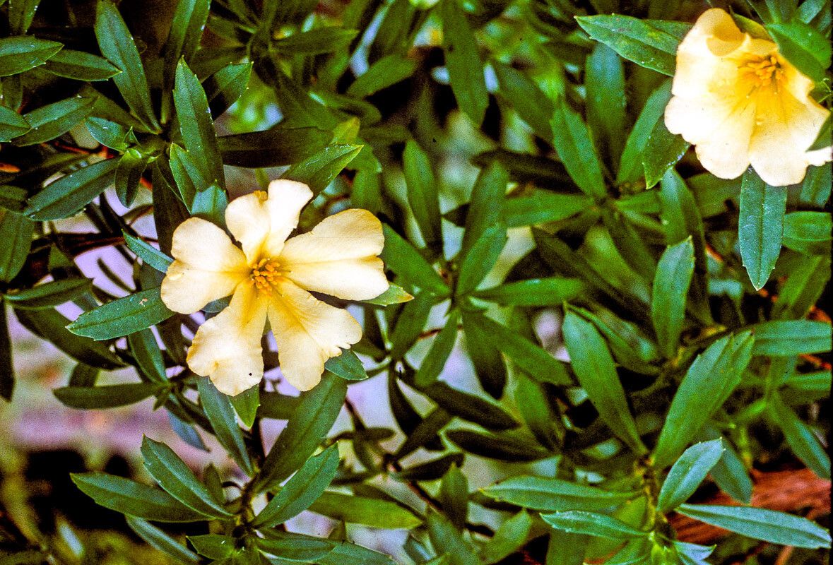 Hibbertia cuneiformis flower