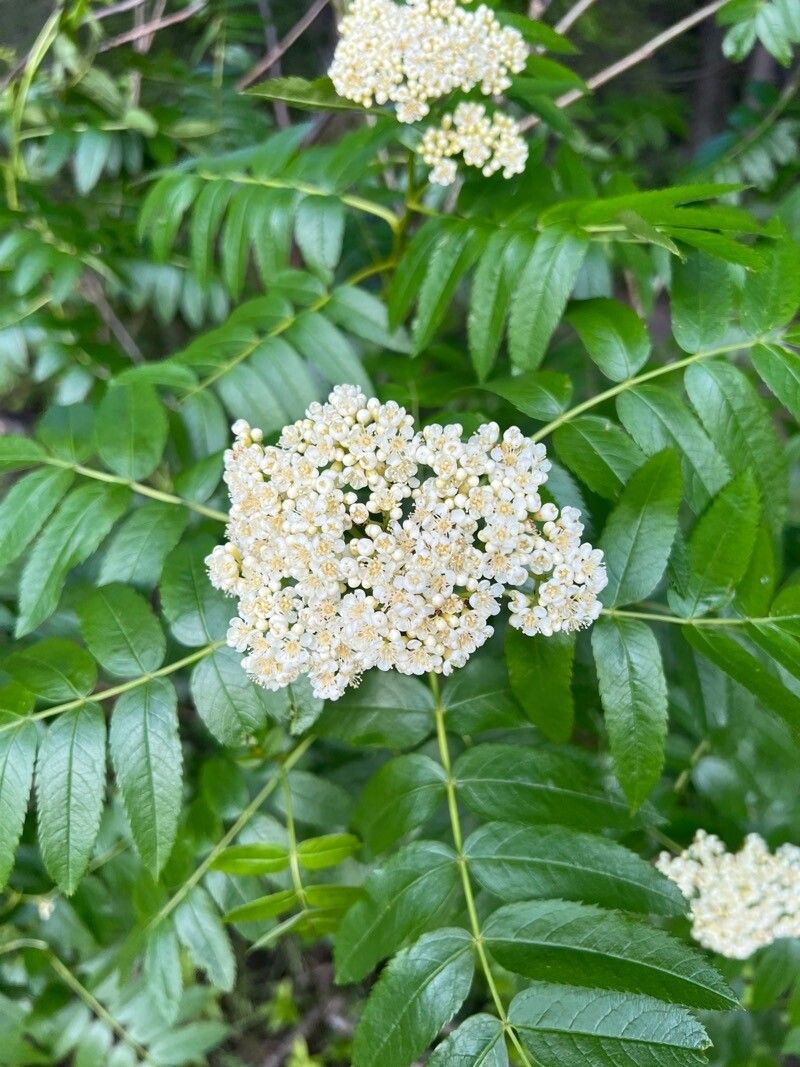 Sorbus scopulina flower