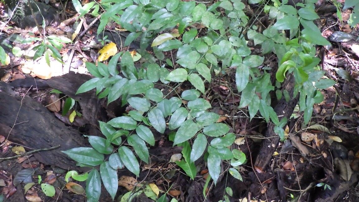 Strychnos angolensis — related species from the same genus