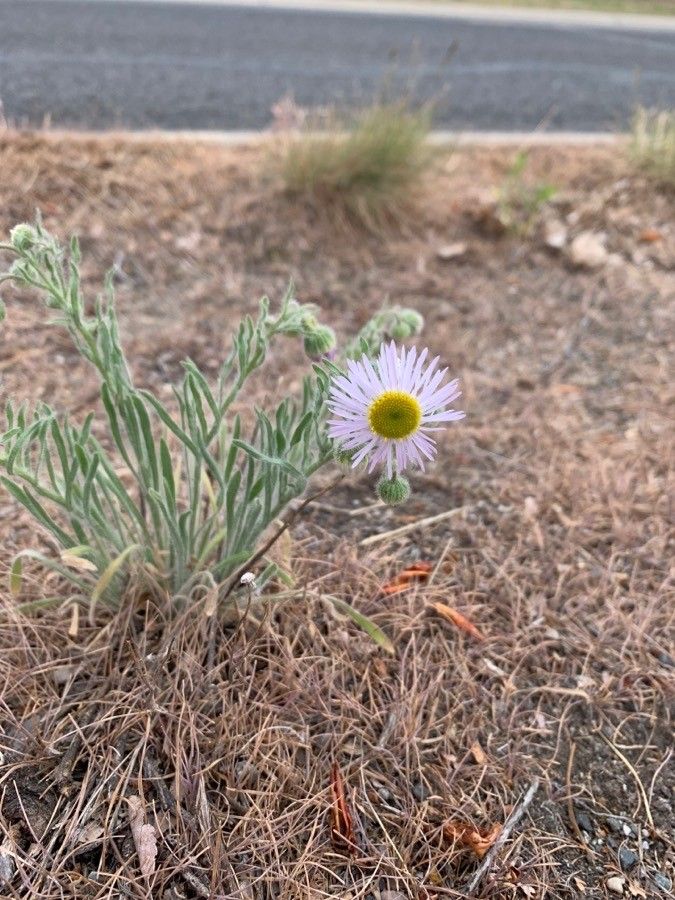 Erigeron formosissimus — search result for 'Erigeron'