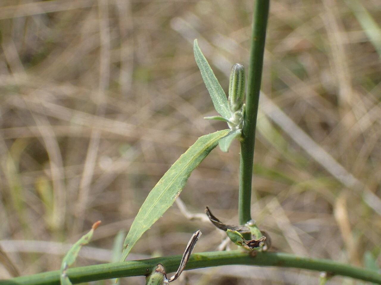 Chondrilla juncea — related species from the same genus
