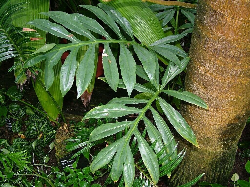 Alocasia brancifolia — search result for 'Alocasia'