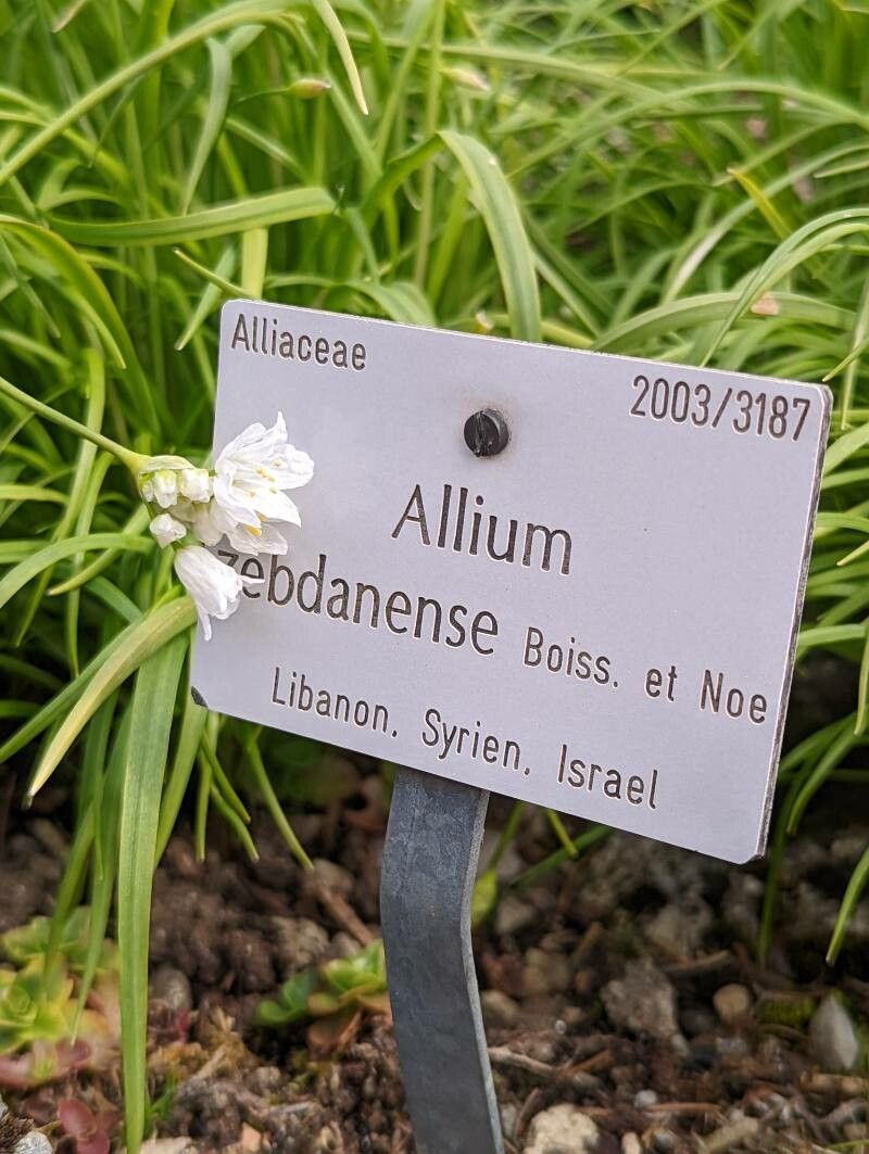 Allium zebdanense other