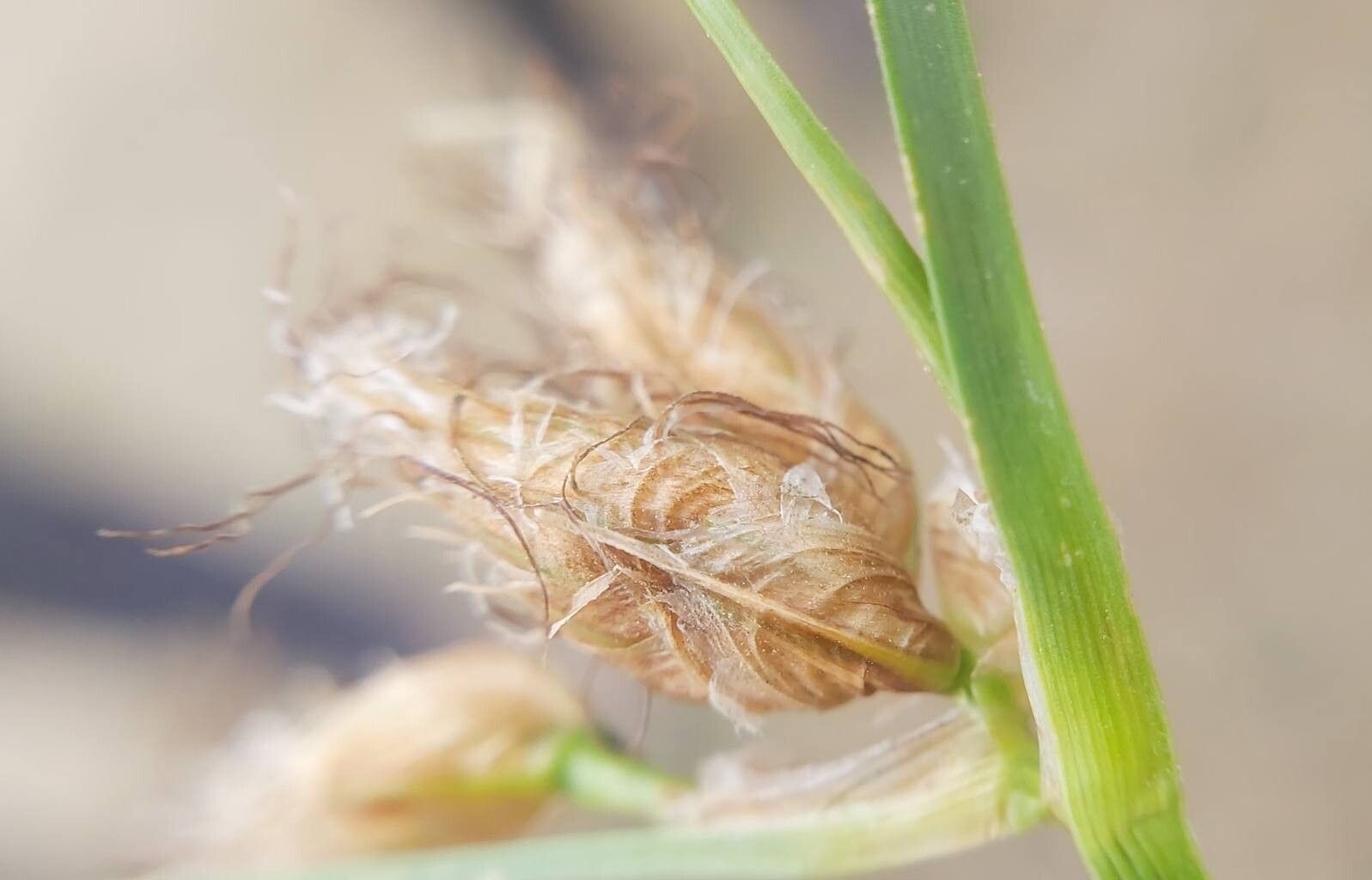 Bolboschoenus planiculmis flower