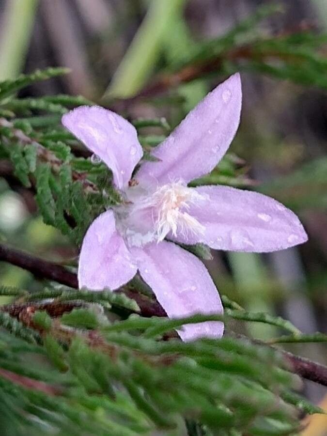 Philotheca reichenbachii flower