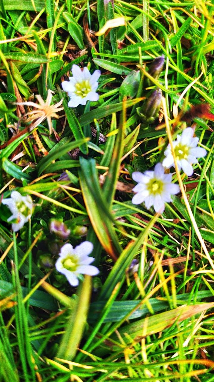 Gentiana douglasiana flower