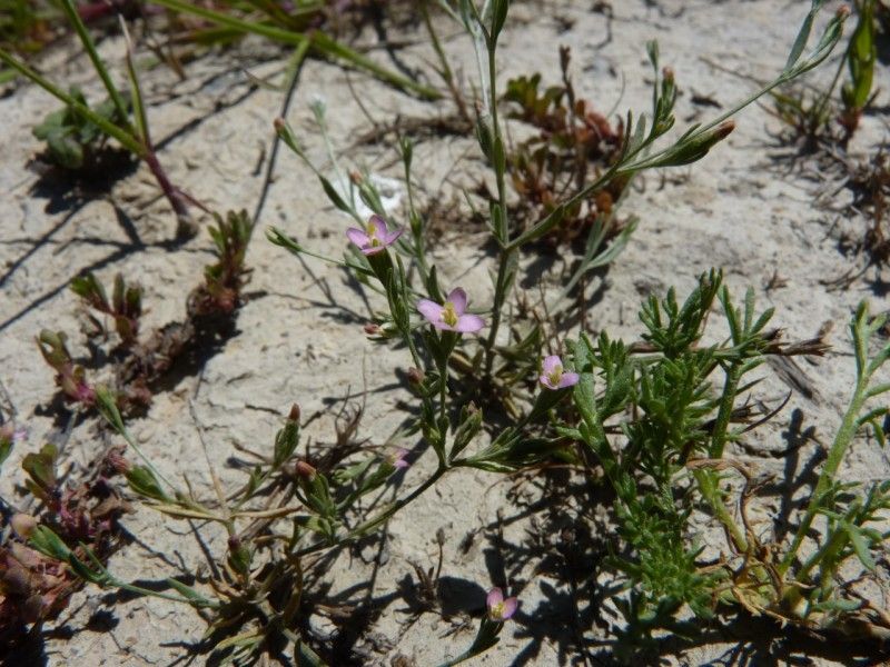 Exaculum pusillum habit