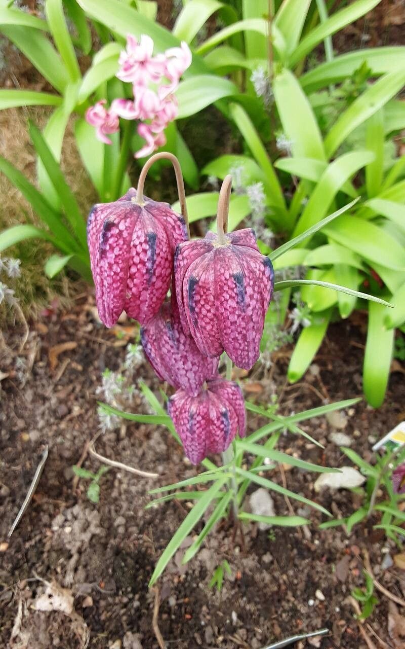 Fritillaria tubaeformis flower