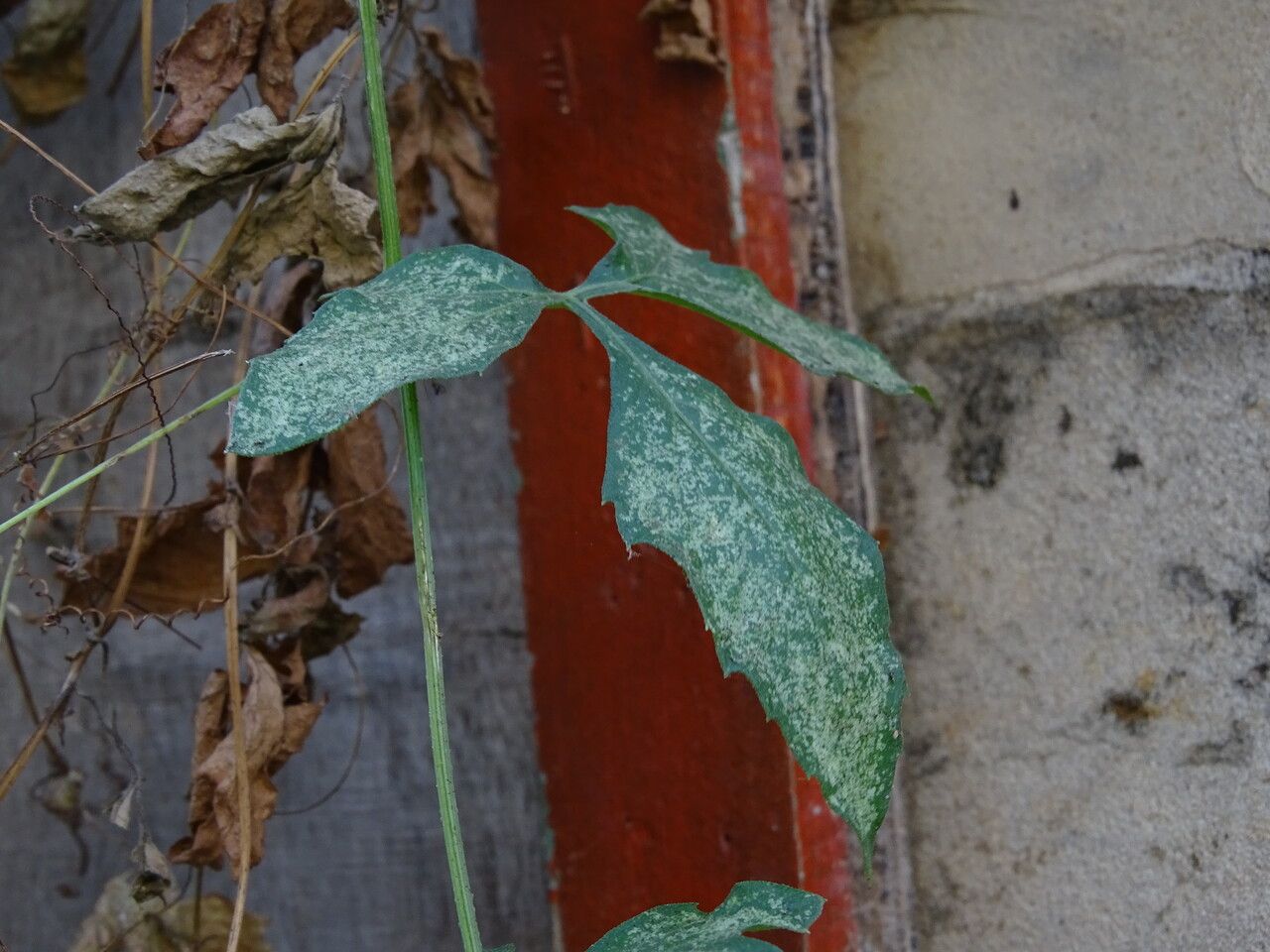 Ctenolepis cerasiformis — related species from the same genus