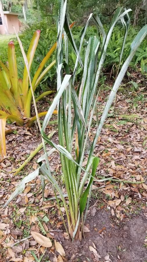 Pitcairnia xanthocalyx — search result for 'Pitcairnia'