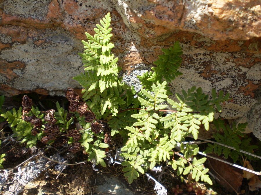 Allosorus guanchicus habit