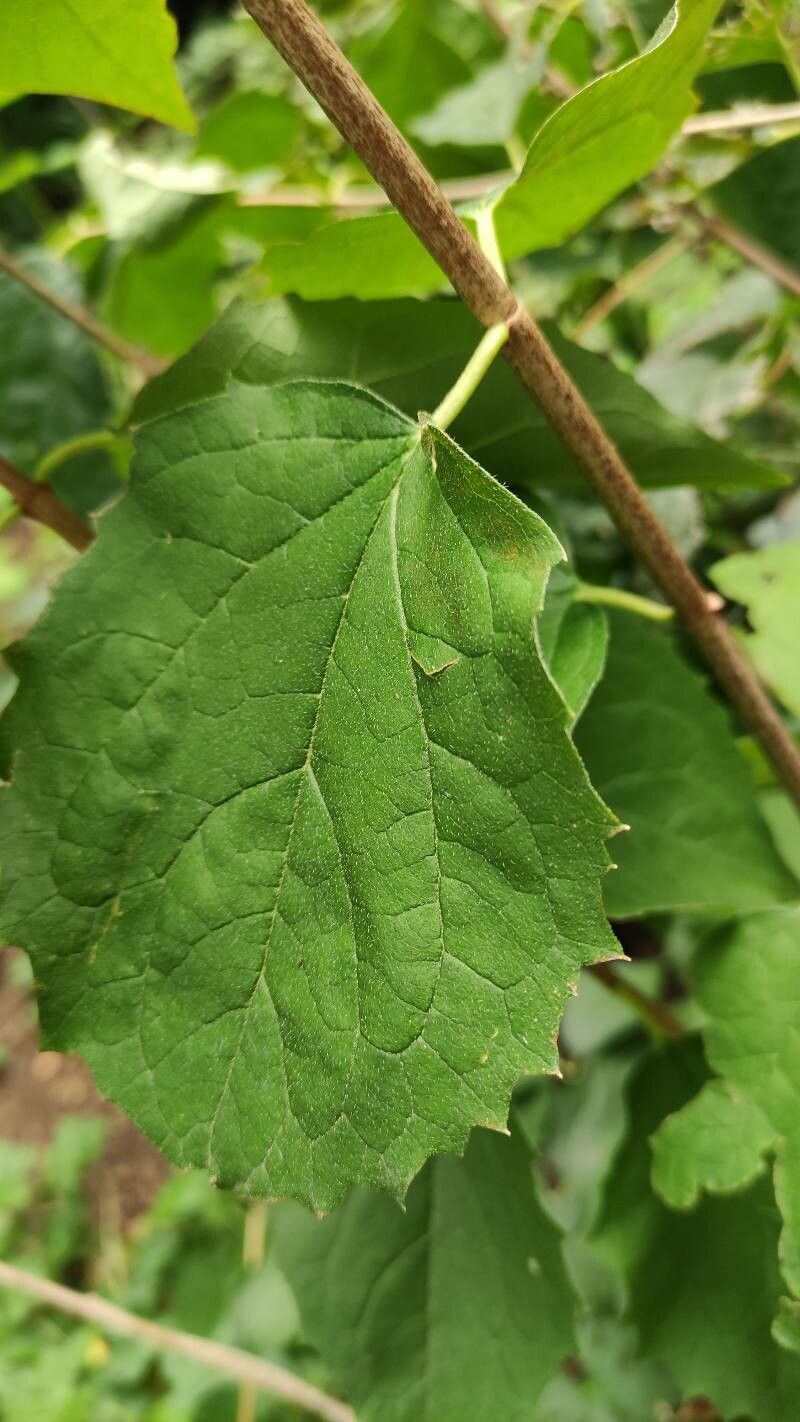 Philadelphus gordonianus leaf