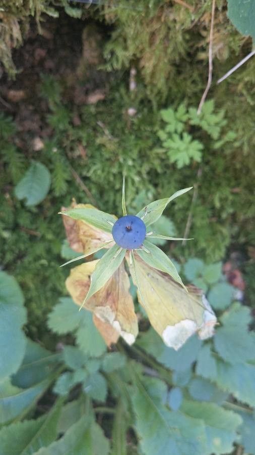 Paris quadrifolia fruit