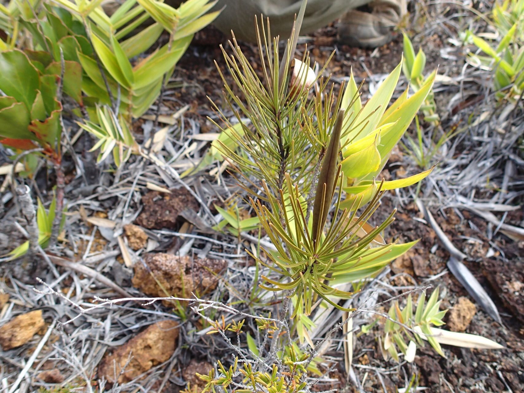 Leichhardtia ericoides — related species from the same genus