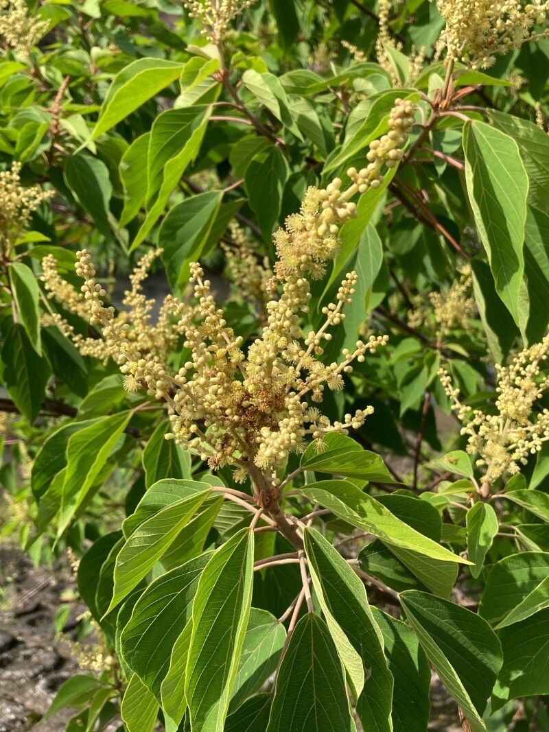 Mallotus japonicus flower