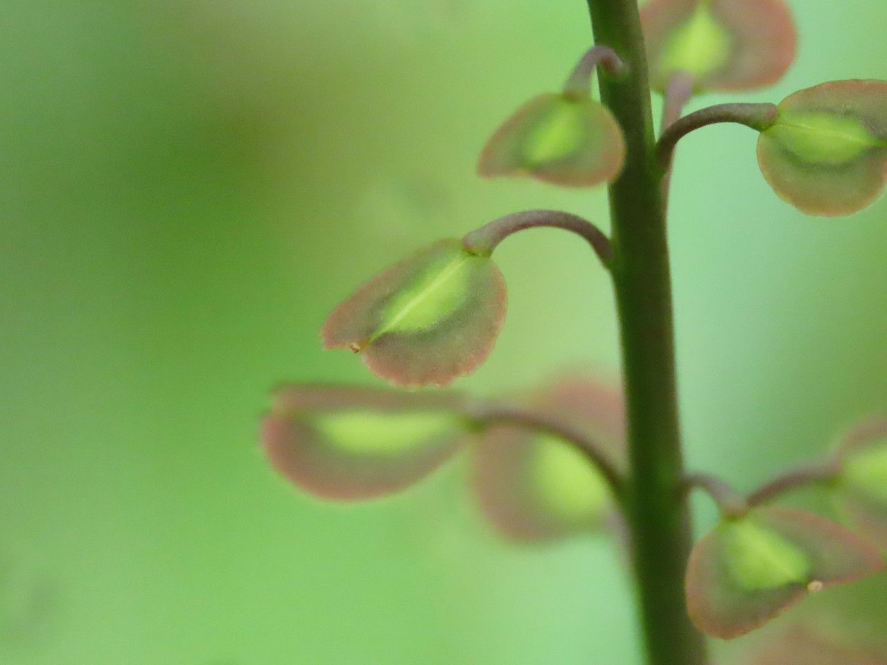 Aethionema saxatile fruit