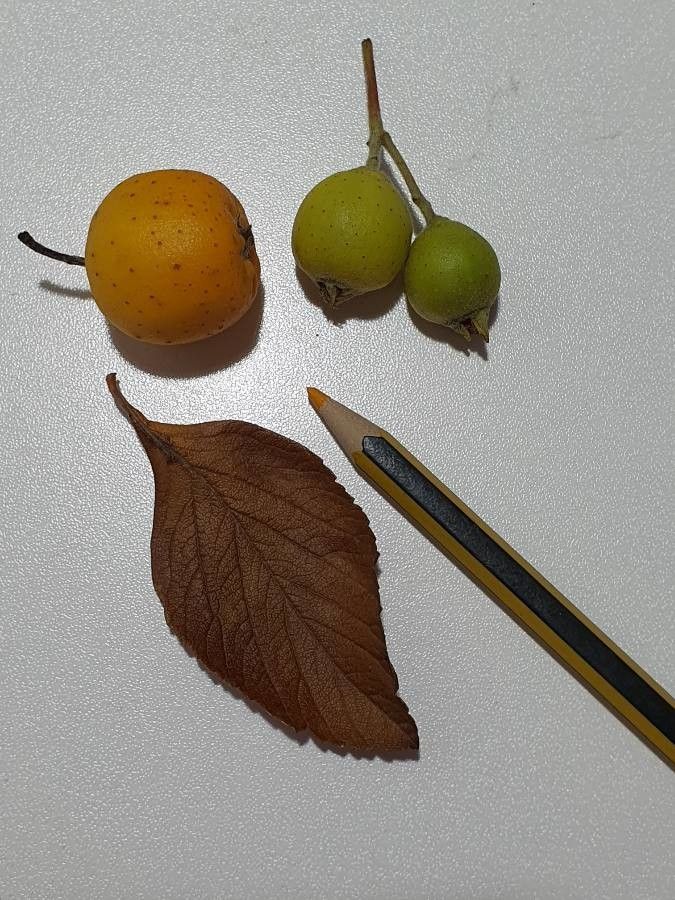 Crataegus mexicana leaf