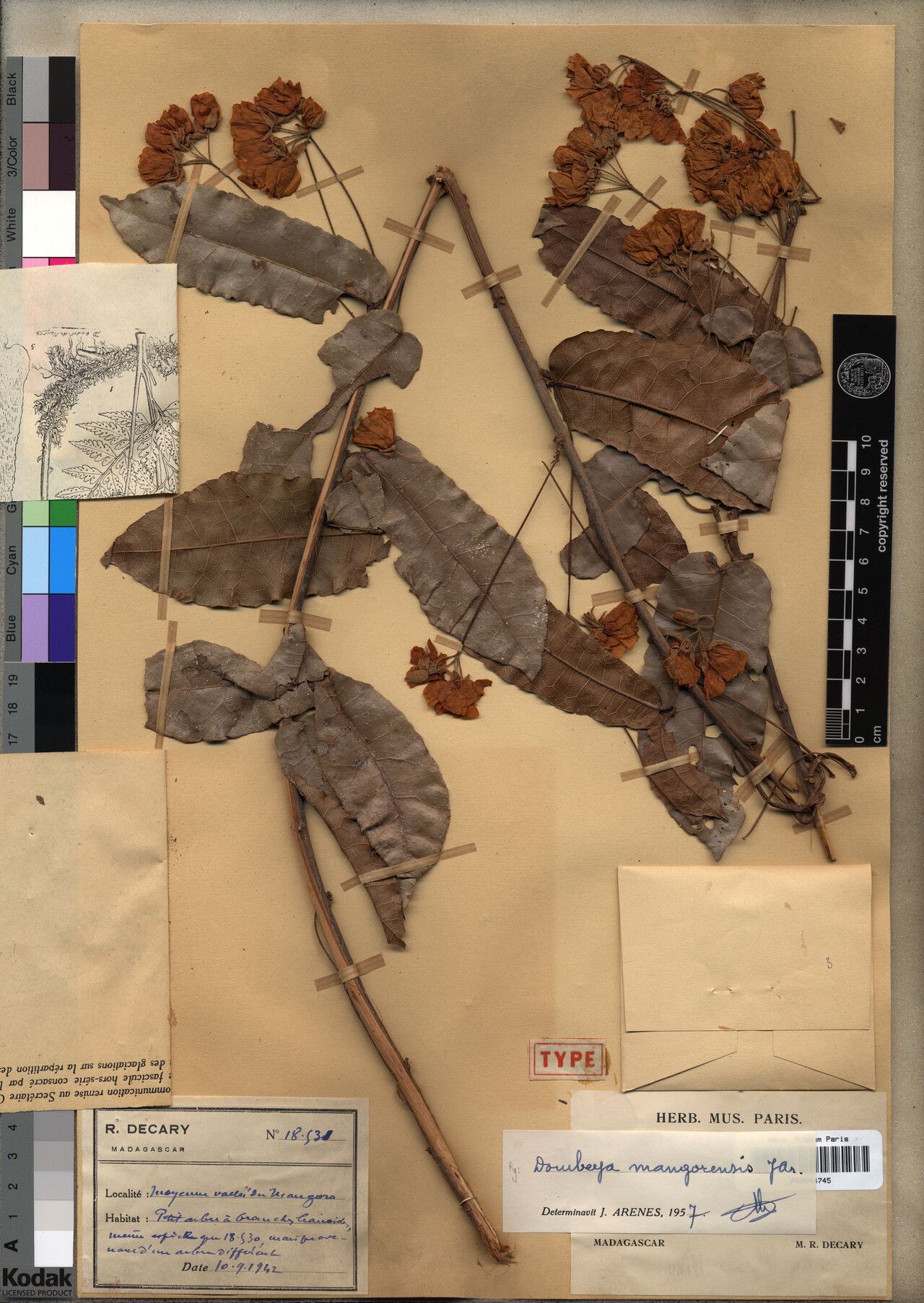 Dombeya mangorensis — houseplant care guide