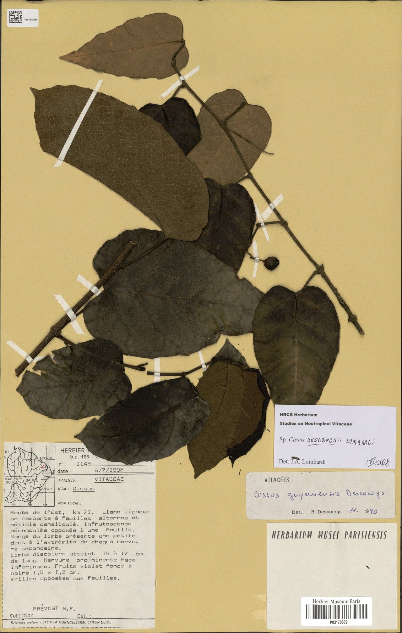 Cissus descoingsii — houseplant care guide