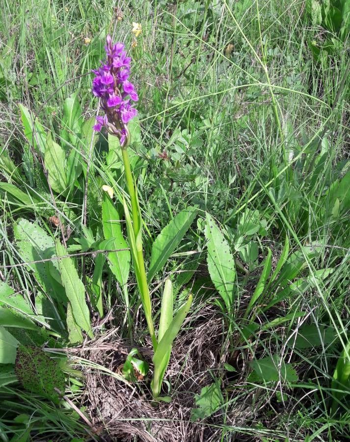 Dactylorhiza occitanica habit