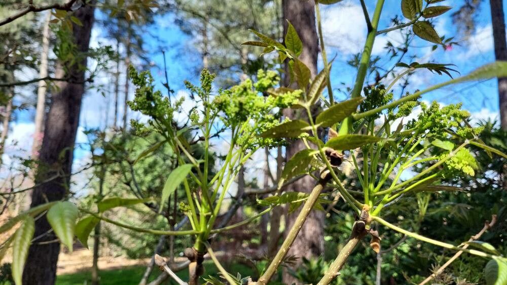 Fraxinus paxiana other