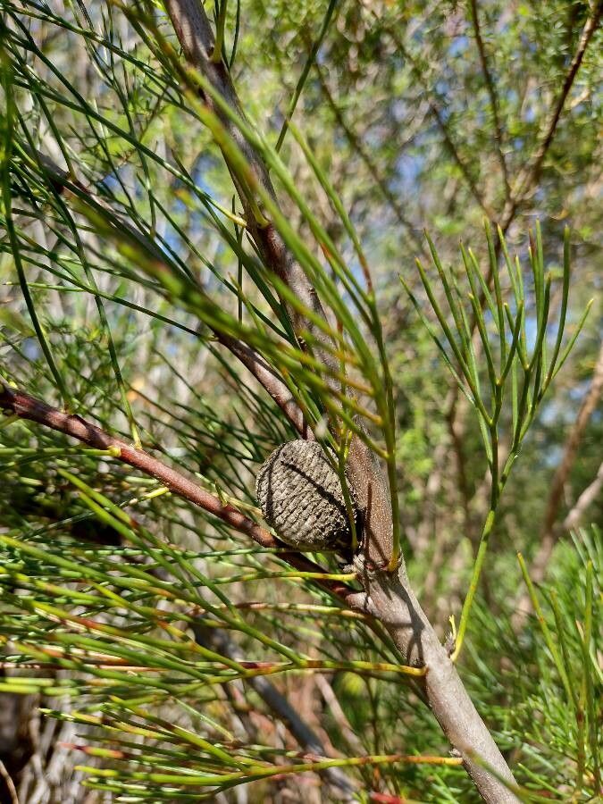 Isopogon anethifolius fruit