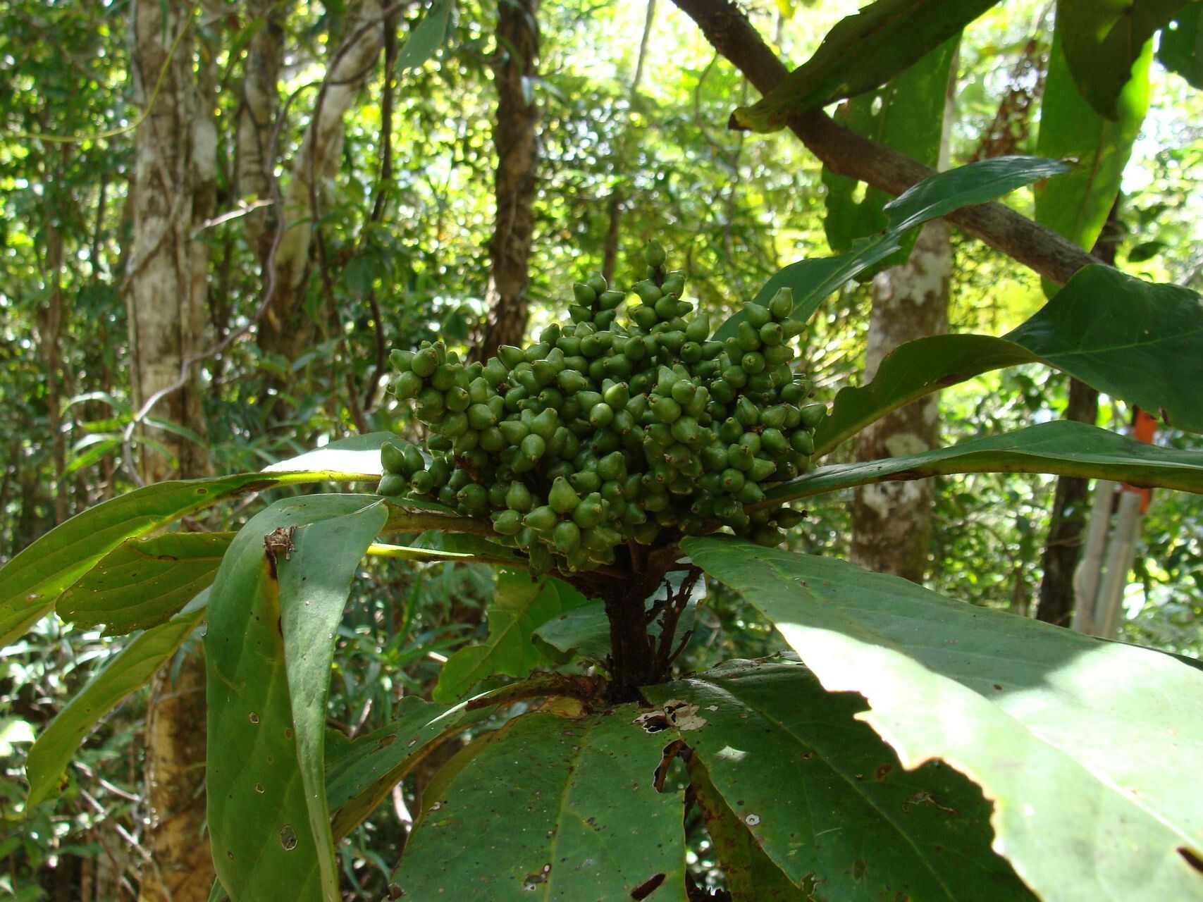 Symplocos neocaledonica fruit