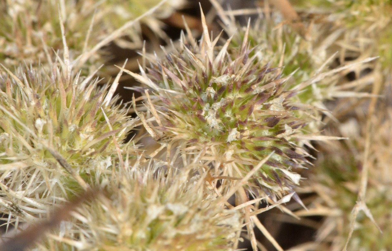 Navarretia leucocephala fruit