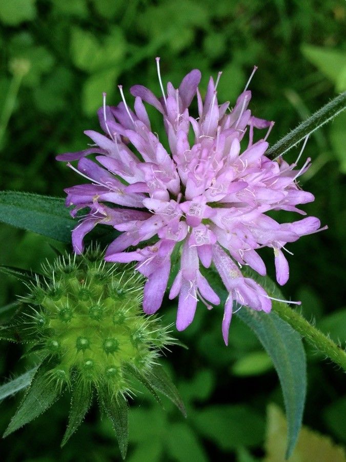 Knautia maxima flower