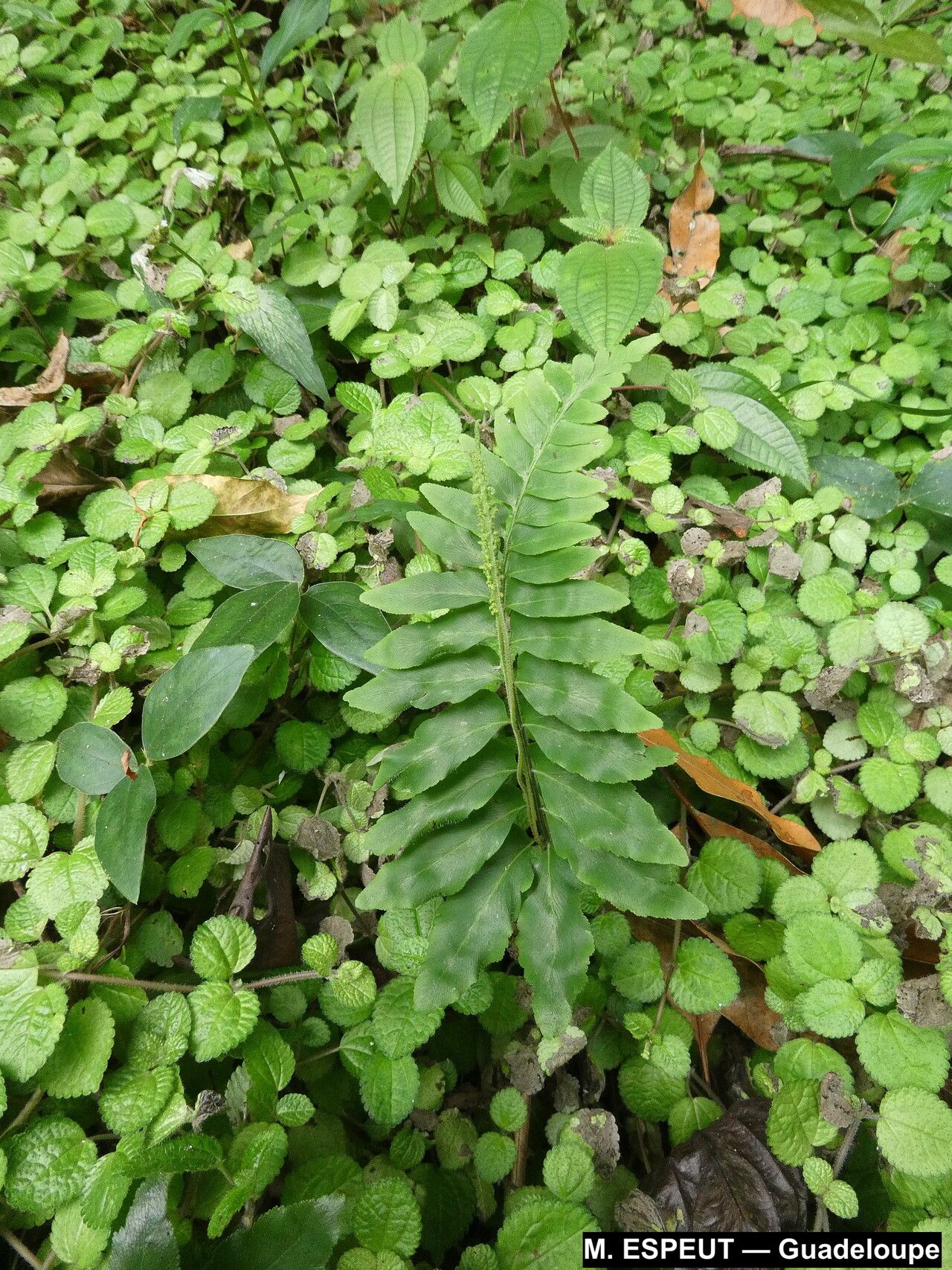 Anemia hirta — houseplant care guide