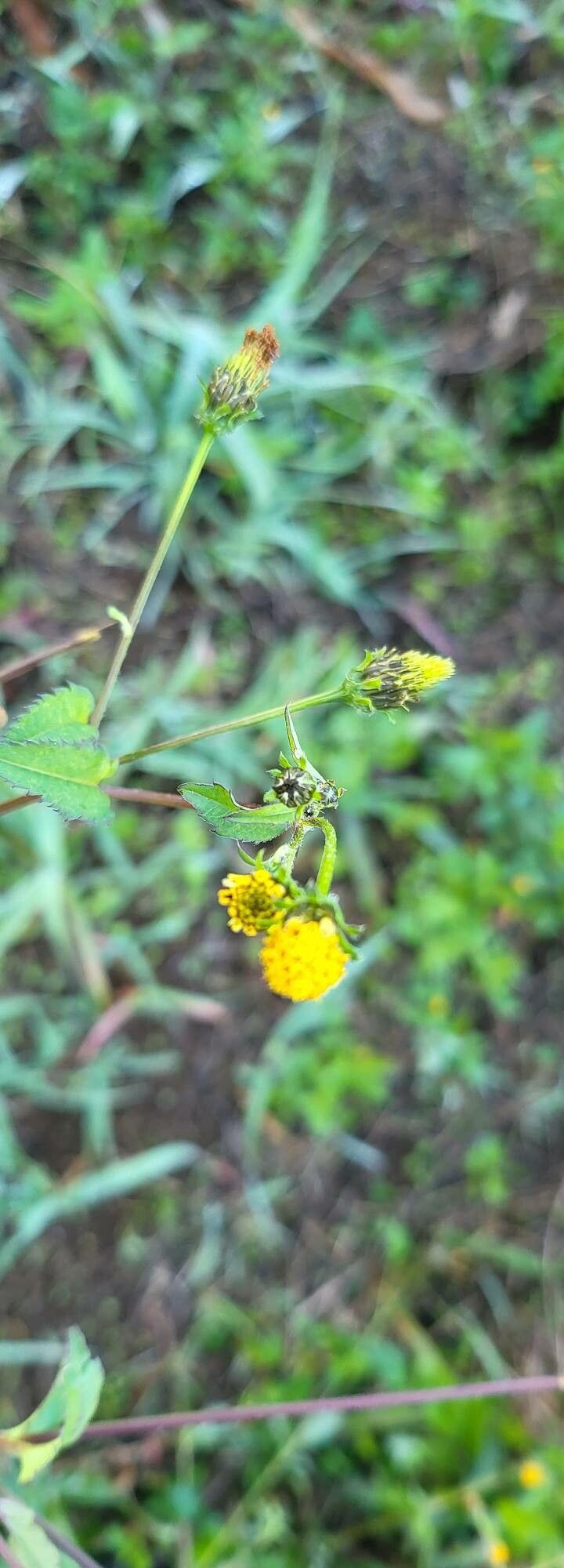 Bidens elgonensis flower