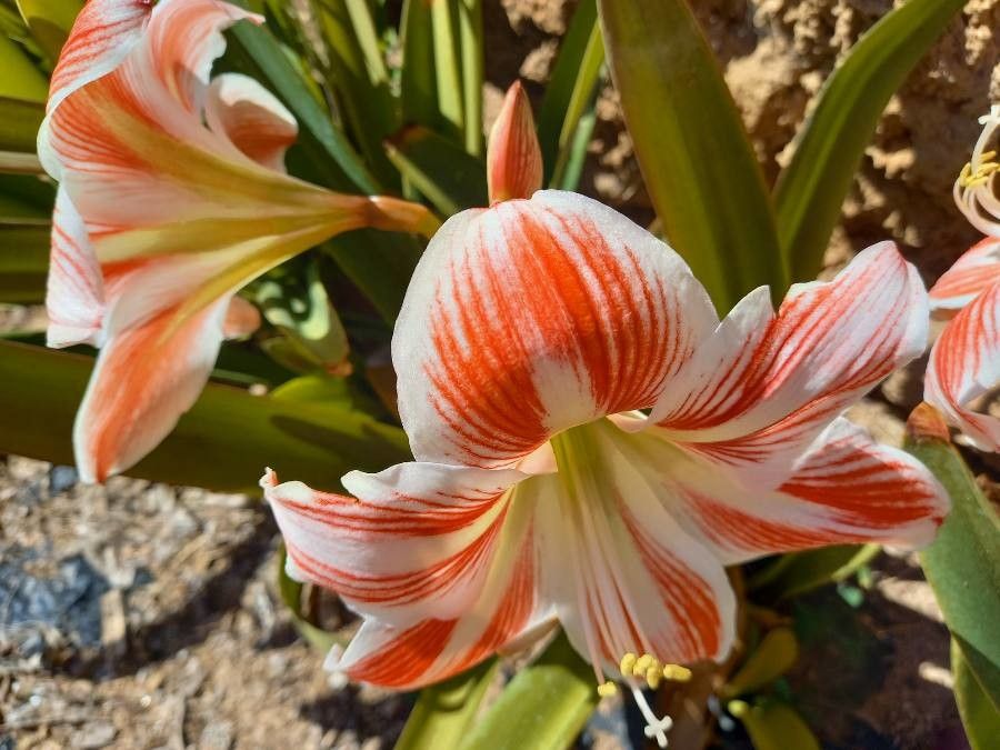Hippeastrum vittatum flower