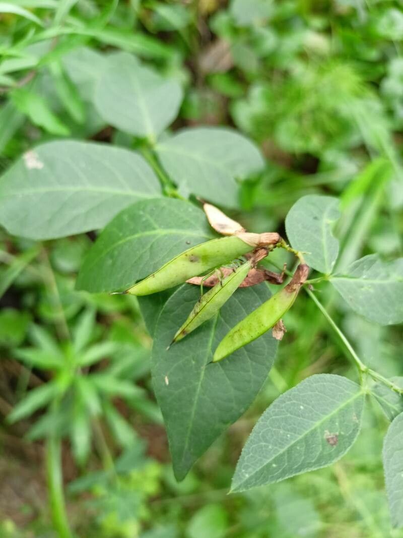 Vicia dumetorum fruit