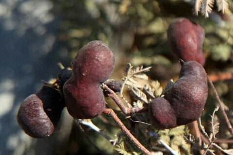 Prosopis farcta flower
