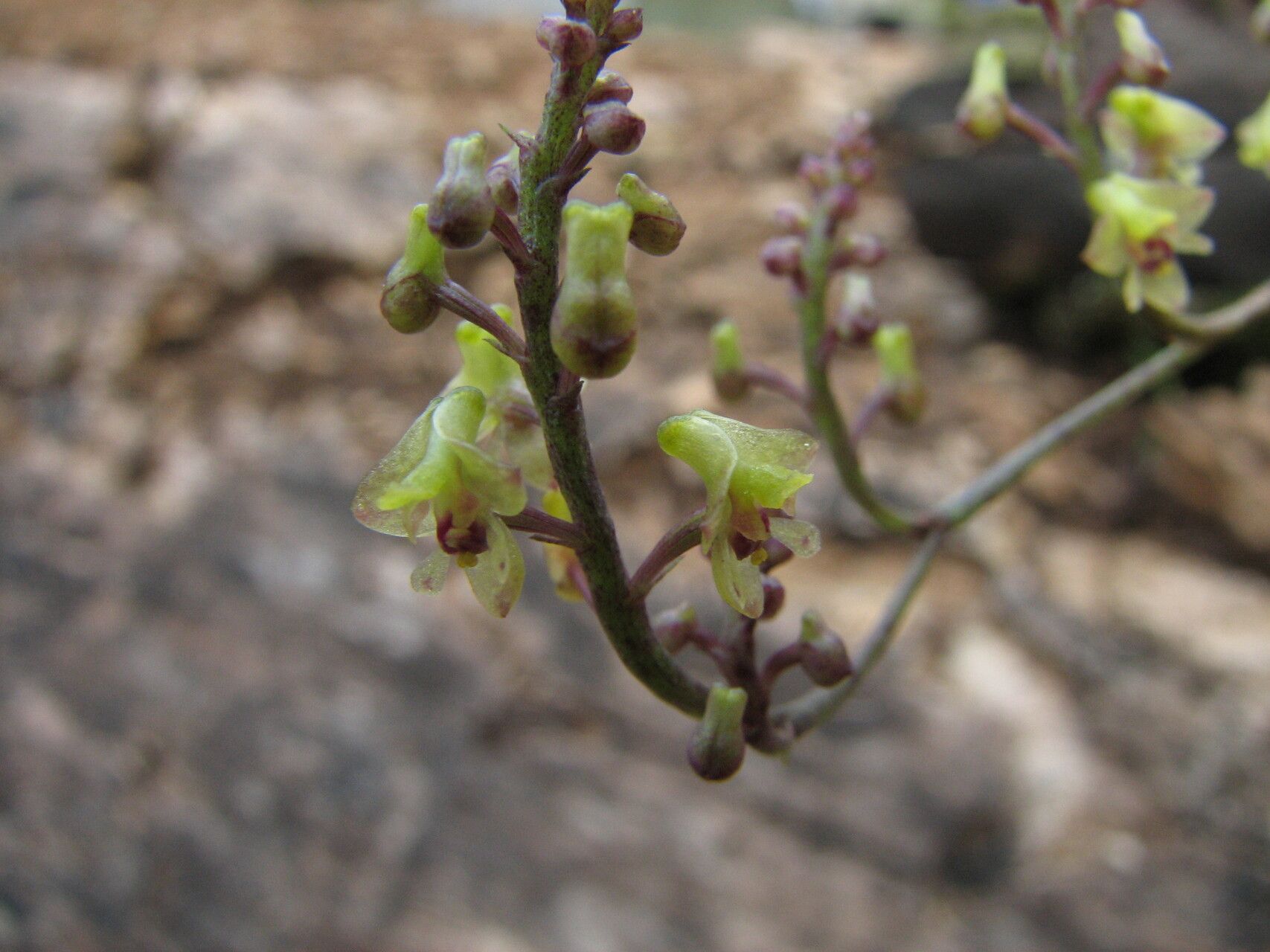 Polystachya tenuissima — houseplant care guide