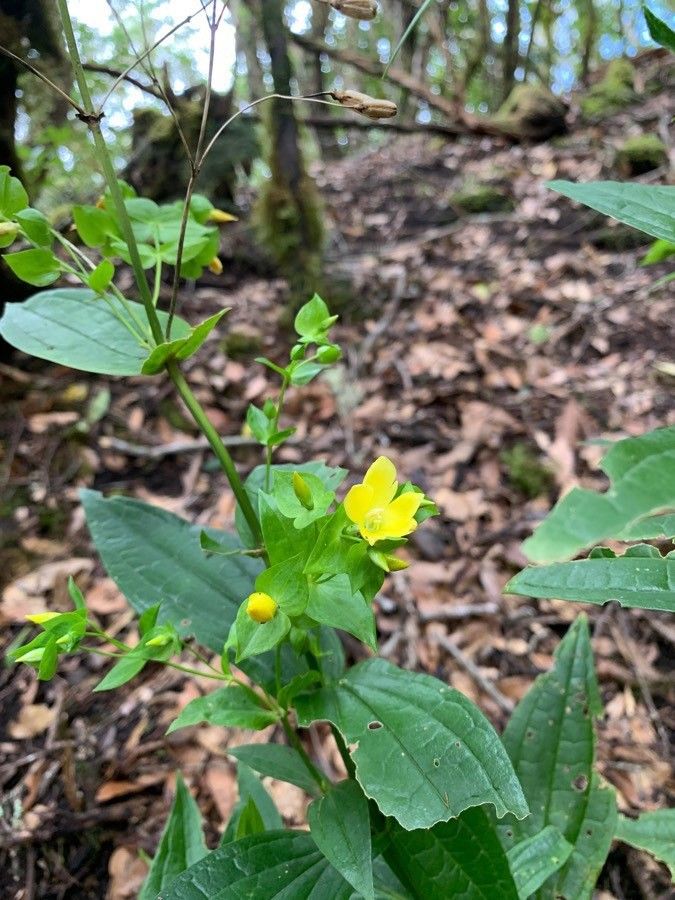 Ixanthus viscosus flower
