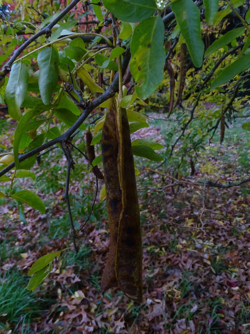 Gleditsia sinensis fruit