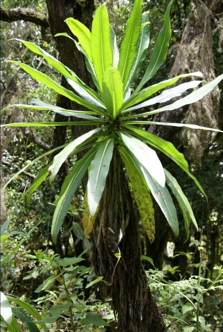 Baloghia anisomera — related species from the same genus